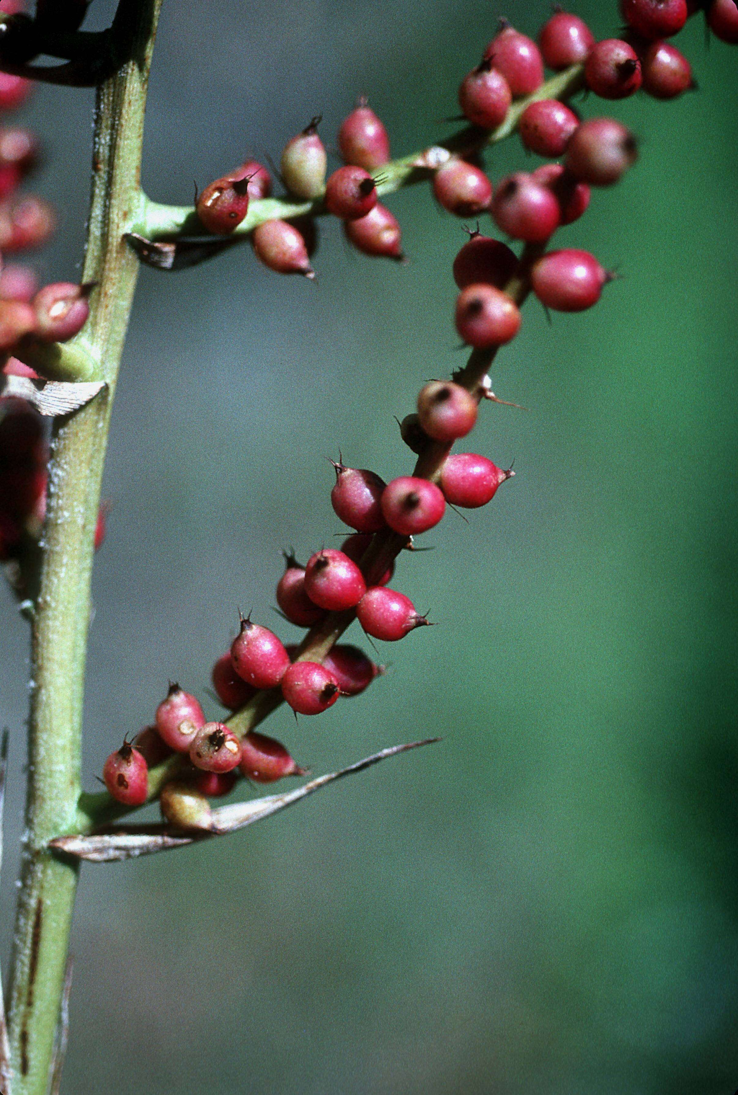 Image of Wittmackia lingulata (L.) Mez