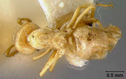 Imagem de <i>Lasius interjectus</i>