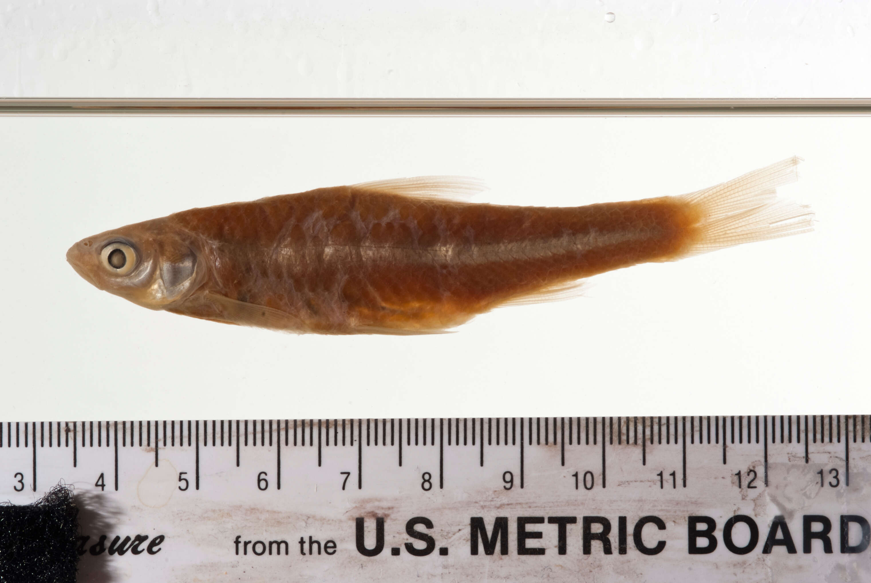 Image of Cypress minnow