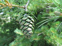 Image of Armand pine
