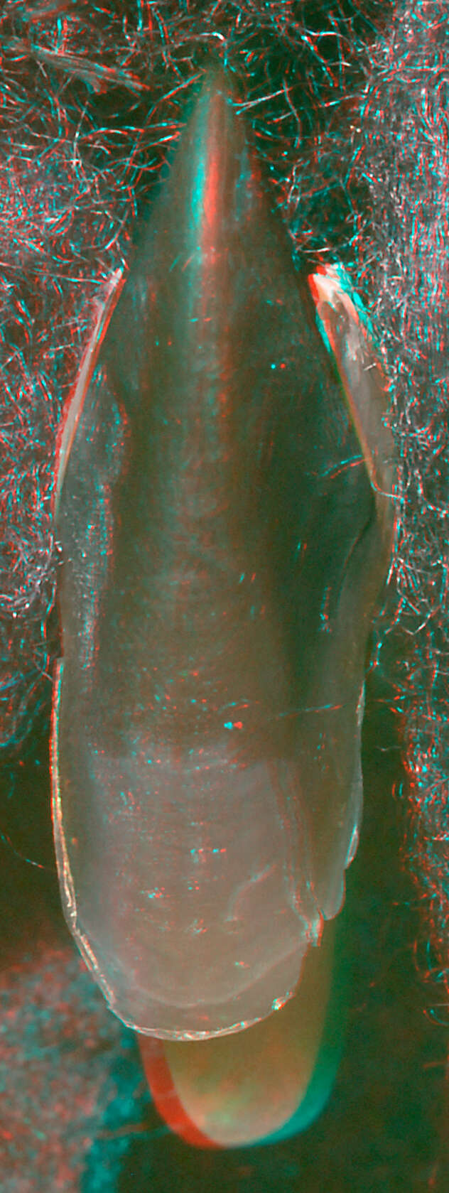 Image of Coffee bean scaled squid