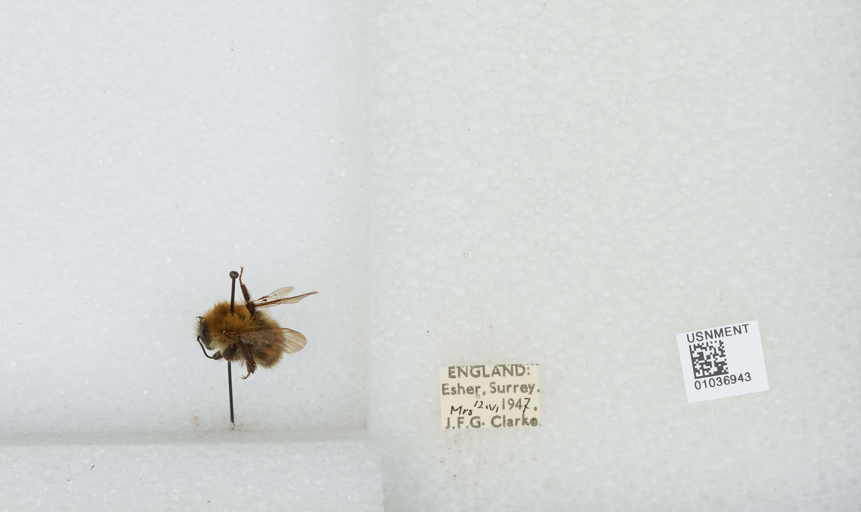 Image of Common carder bumblebee