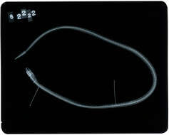 Image of Dotted garden eel