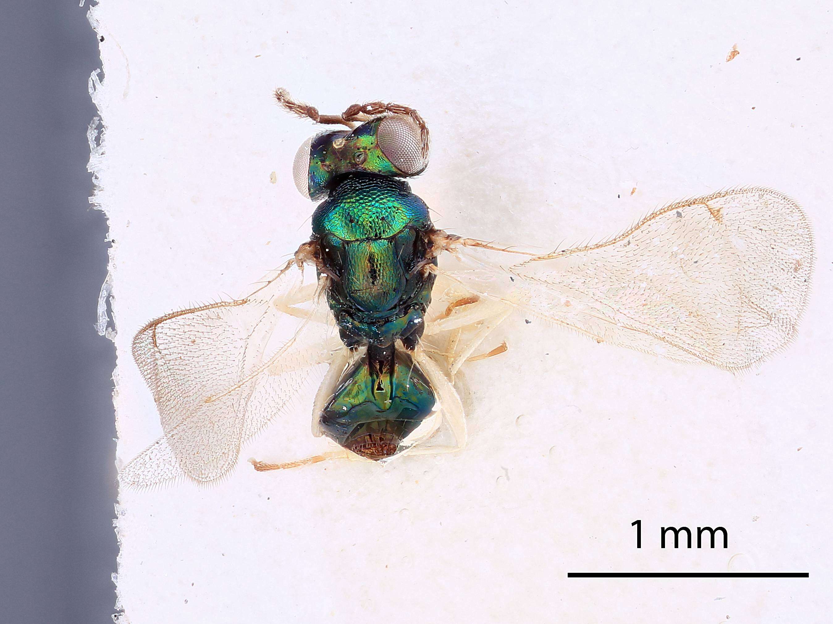 Image of Chrysocharis ignota Hansson 1987