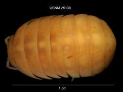 Image of Pill woodlouse