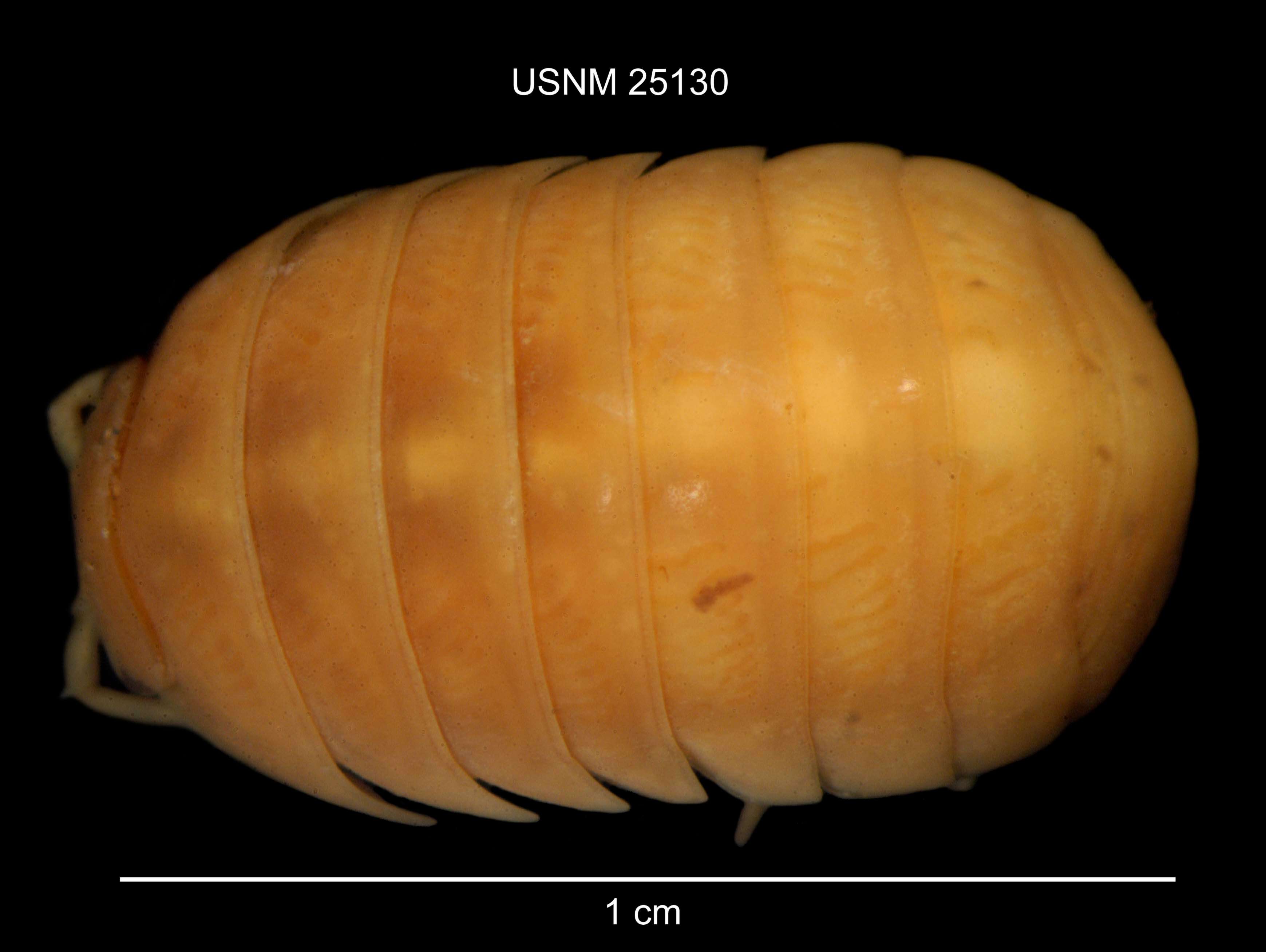 Image of Pill woodlouse