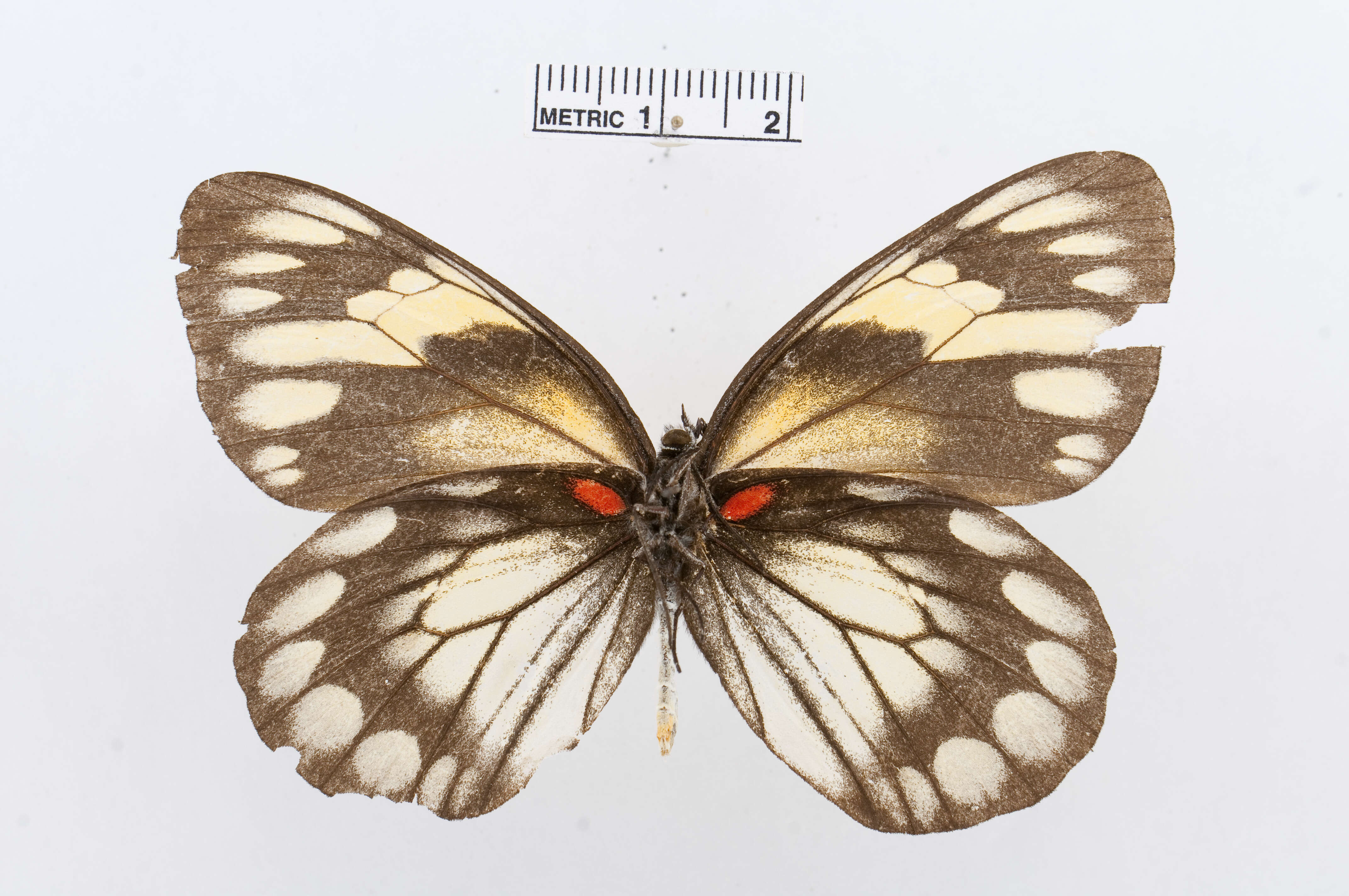 Image of Delias diaphana Semper 1878