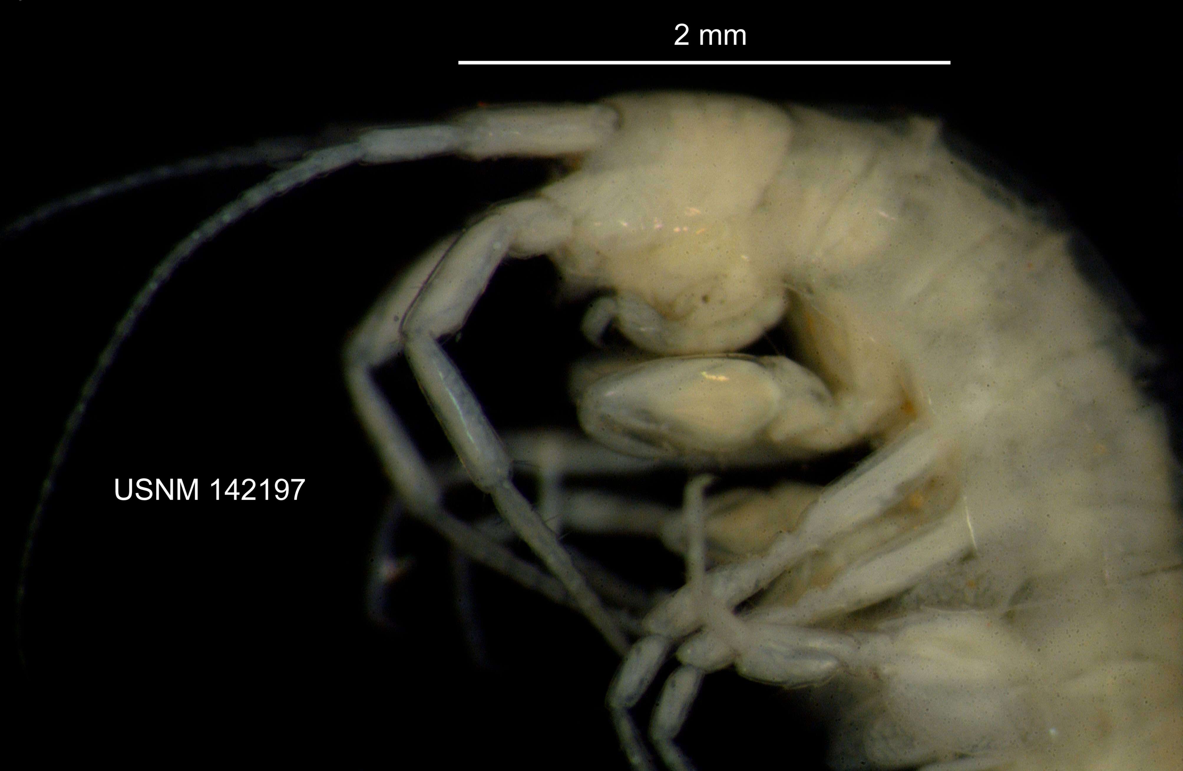 Image de <i>Stygobromus tenuis potomacus</i> (Holsinger 1967)