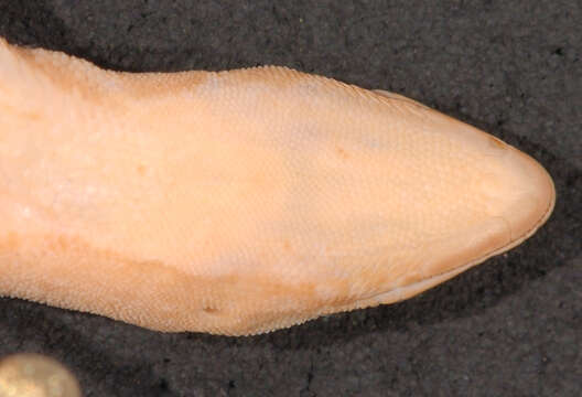 Image of Pseudogonatodes