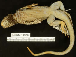 Image of Common Pacific Iguana