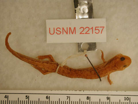 Image of Ouachita Dusky Salamander