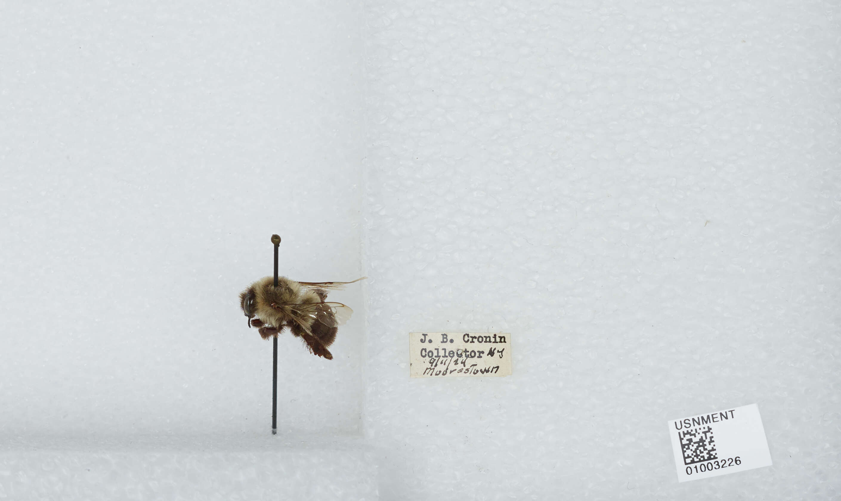 Image of Common Eastern Bumblebee