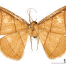 Image of Thysanopyga submarginata Schaus 1911