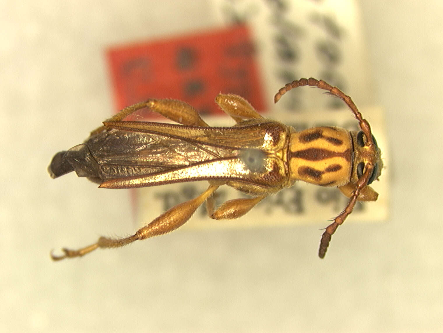 Image of Odontocera triplaris Fisher 1930