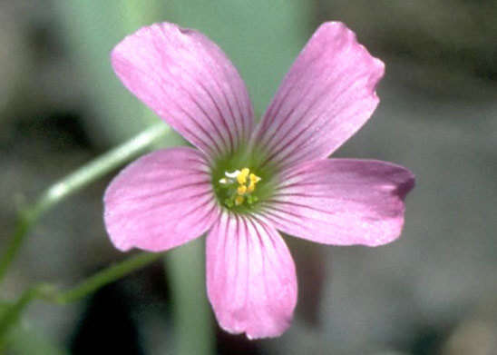 Image of pink woodsorrel