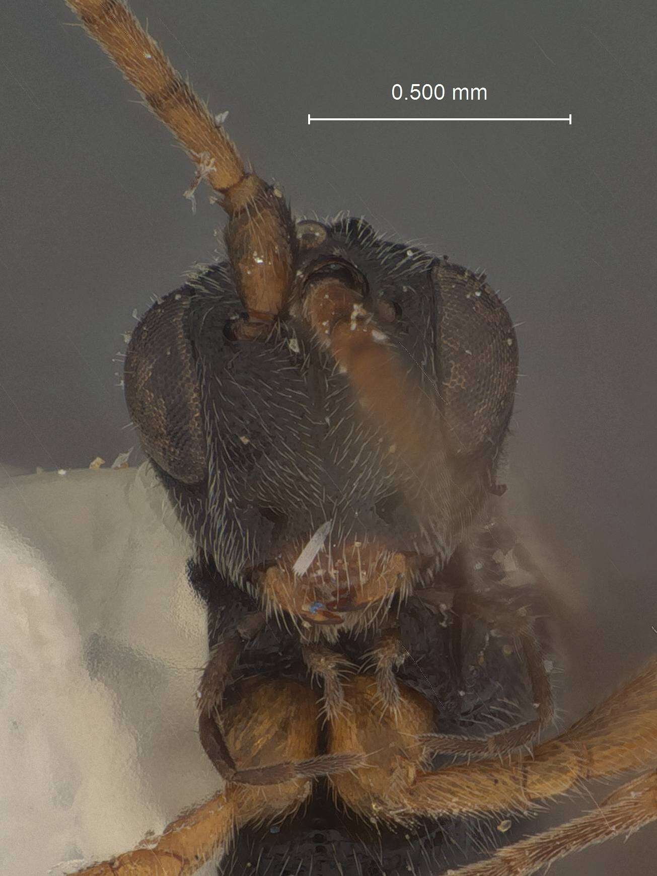 Image of Orgilus lunaris Muesebeck 1970