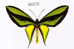 Слика од Ornithoptera paradisea Staudinger 1893