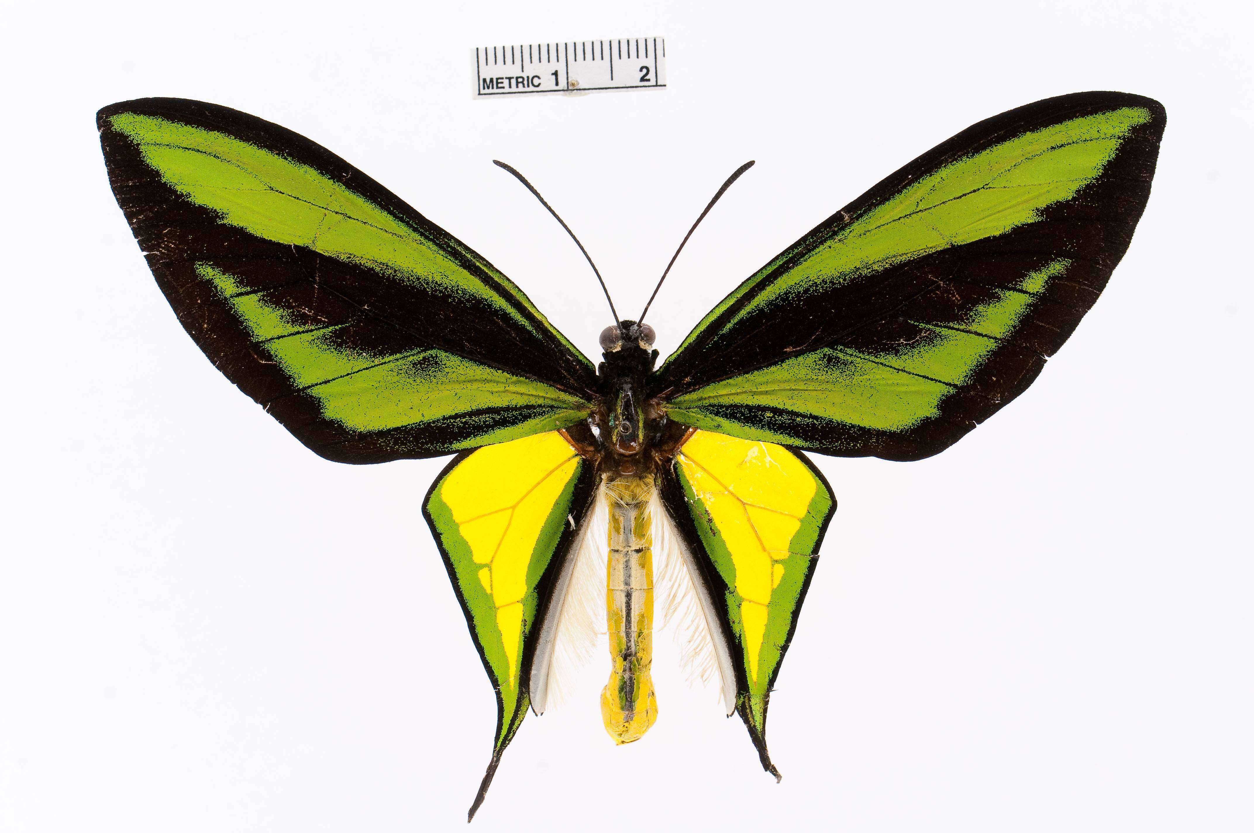 Слика од Ornithoptera paradisea Staudinger 1893