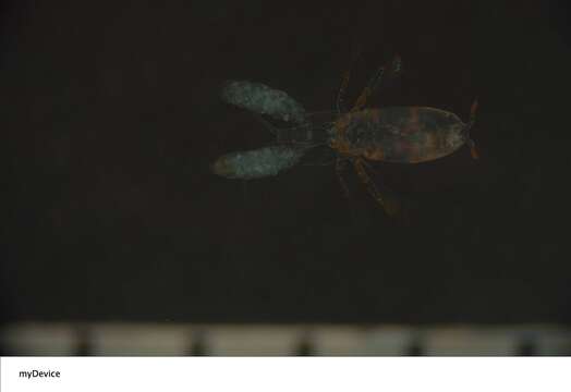 Image of Corycaeidae