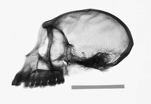 Image of Macaca fascicularis fascicularis (Raffles 1821)