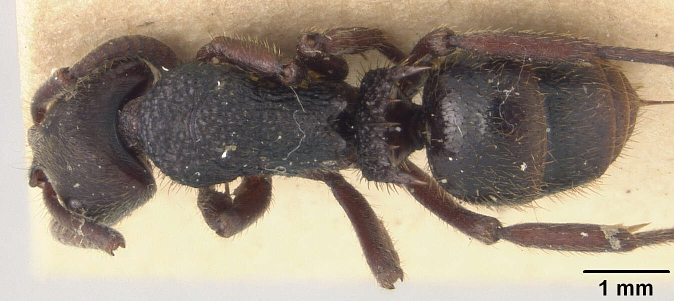 Image of Phrynoponera gabonensis var. esta