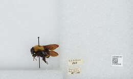 Image of Bombus steindachneri Handlirsch 1888