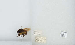 Image of Bombus ephippiatus Say 1837