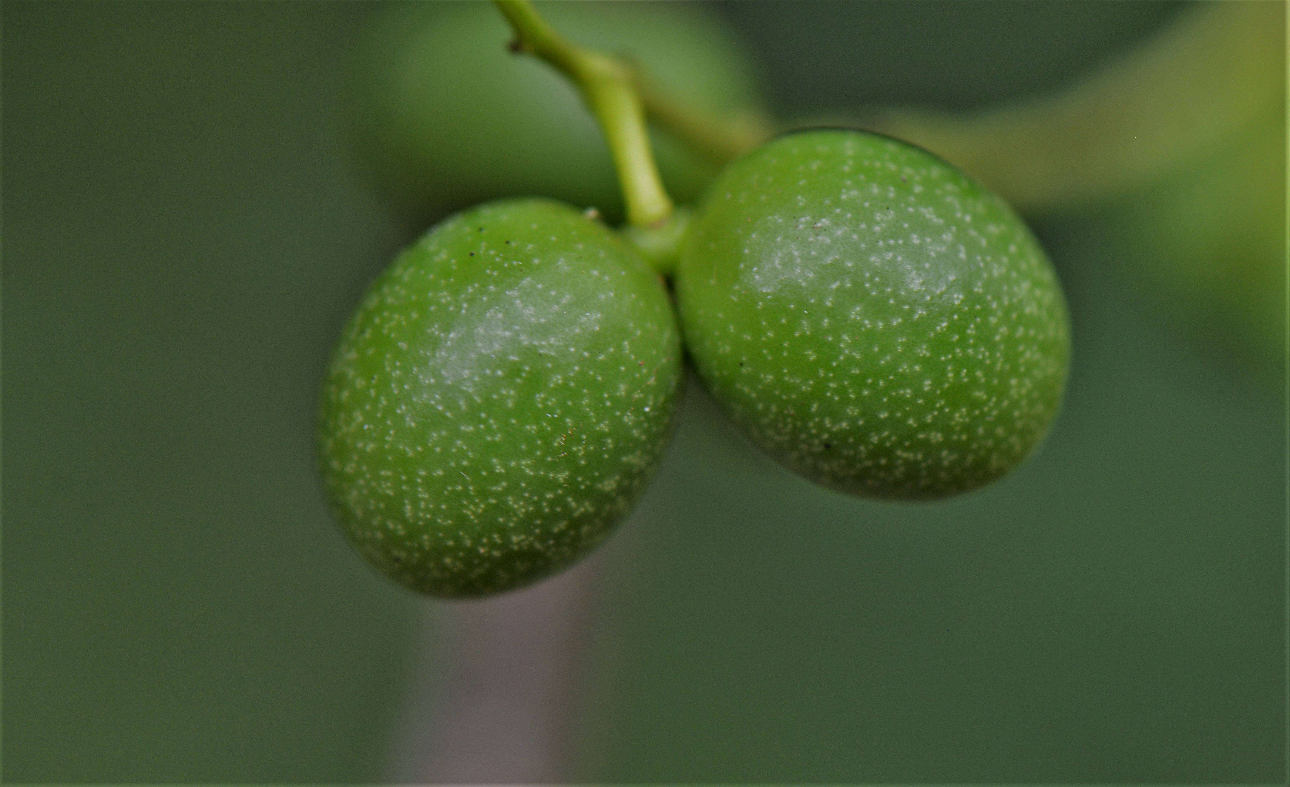 Image of Chondrodendron Ruiz & Pav.