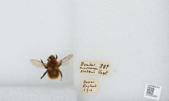 Image of Bombus muscorum (Linnaeus 1758)