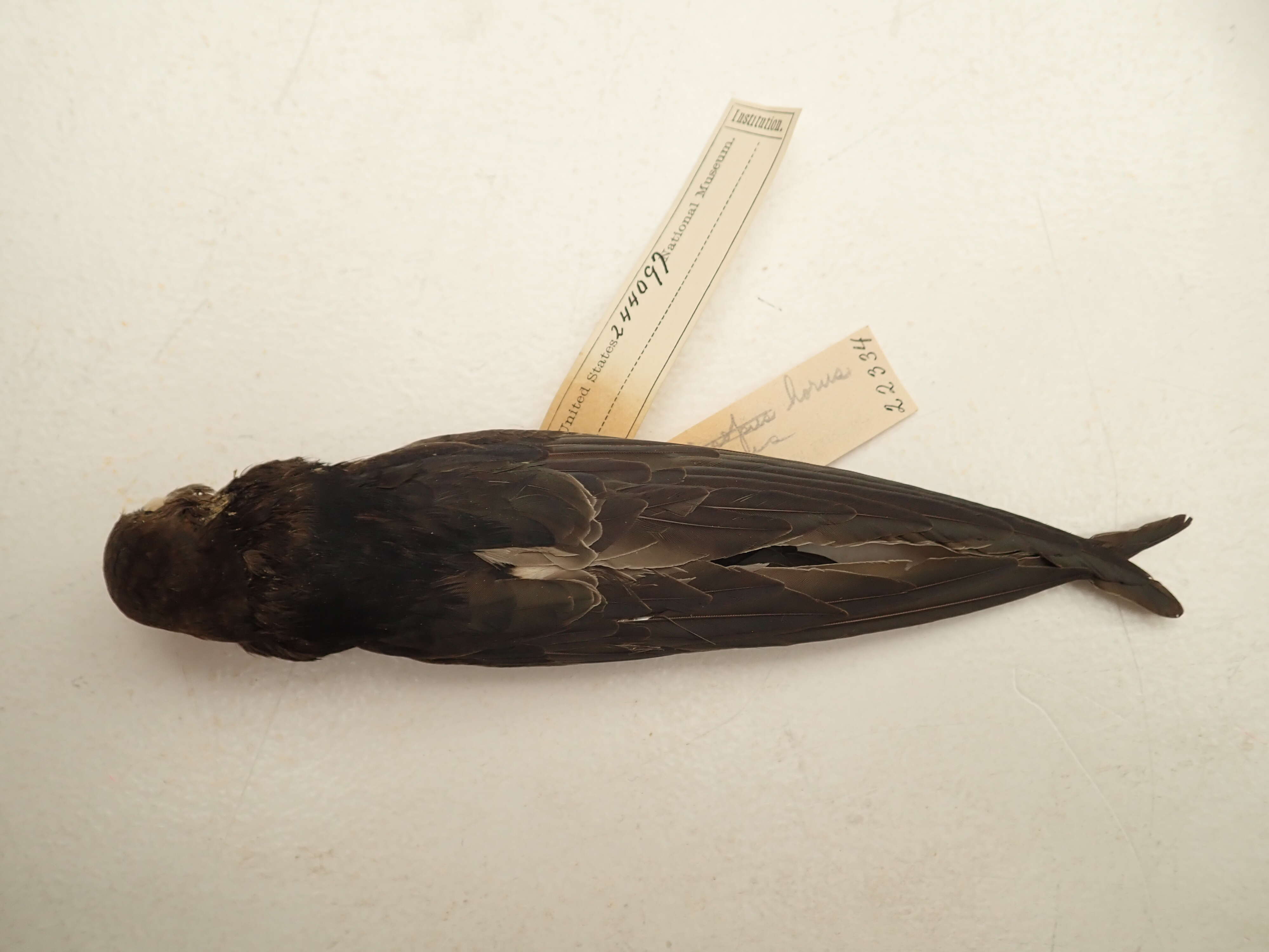 Image of Horus Swift