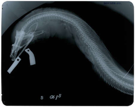 Image of Gymnothorax vinolentus Jordan & Evermann