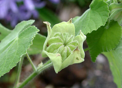 Image of hairy Indian mallow