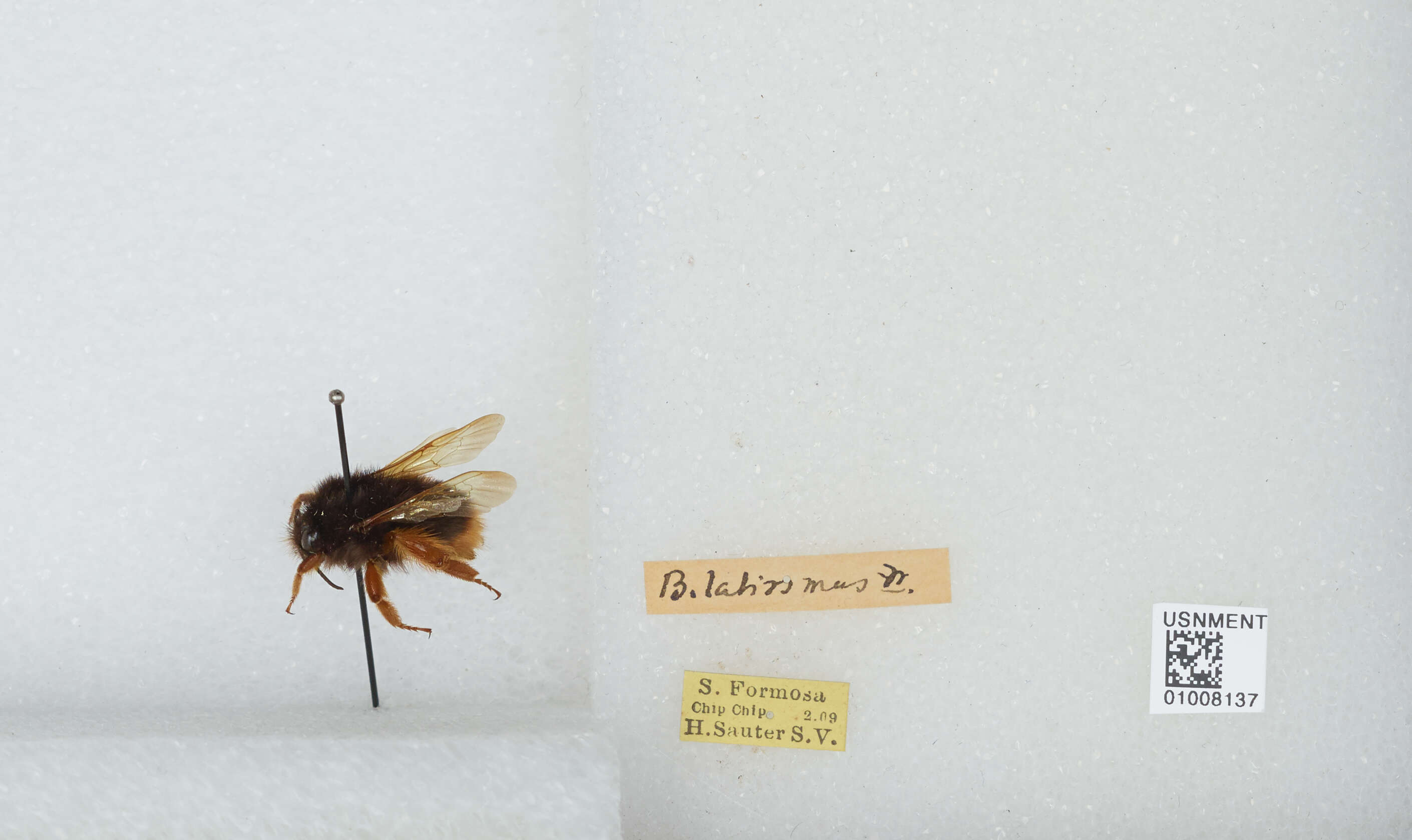 Слика од Bombus eximius Smith 1852