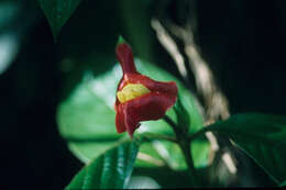 Image of Notopleura polyphlebia (Donn. Sm.) C. M. Taylor