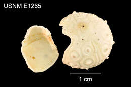 Image of Goniocidaris (Cyrtocidaris) tenuispina tuberculata Mortensen 1927