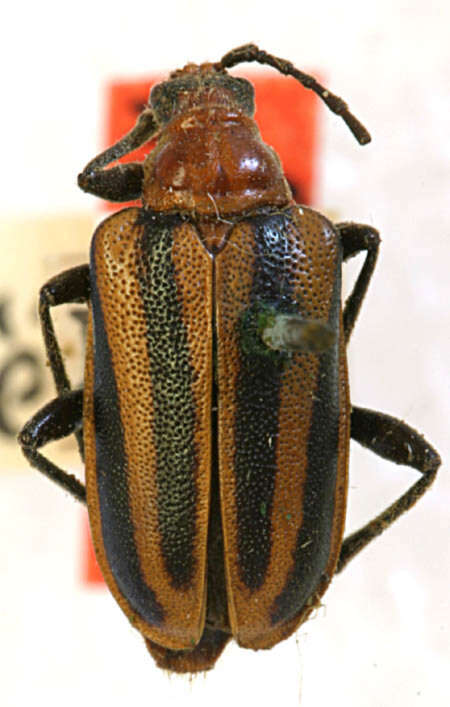 Image of Brachysomida bivittata (Say 1824)