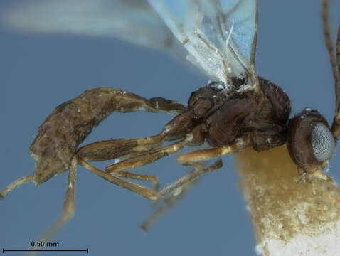 Image of Parasitoid wasp