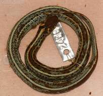 Image of Thamnophis eques eques (Reuss 1834)
