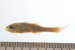 صورة Pseudamiops gracilicauda (Lachner 1953)