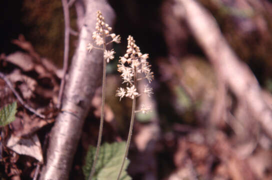 Image of Heartleaved foamflower