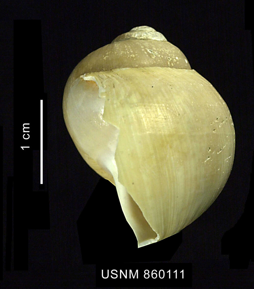 Image of Falsilunatia scotiana (Dell 1990)