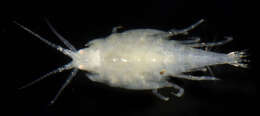 Image of Amphipod