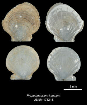 Image of Parvamussium kauaium (Dall, Bartsch & Rehder 1938)