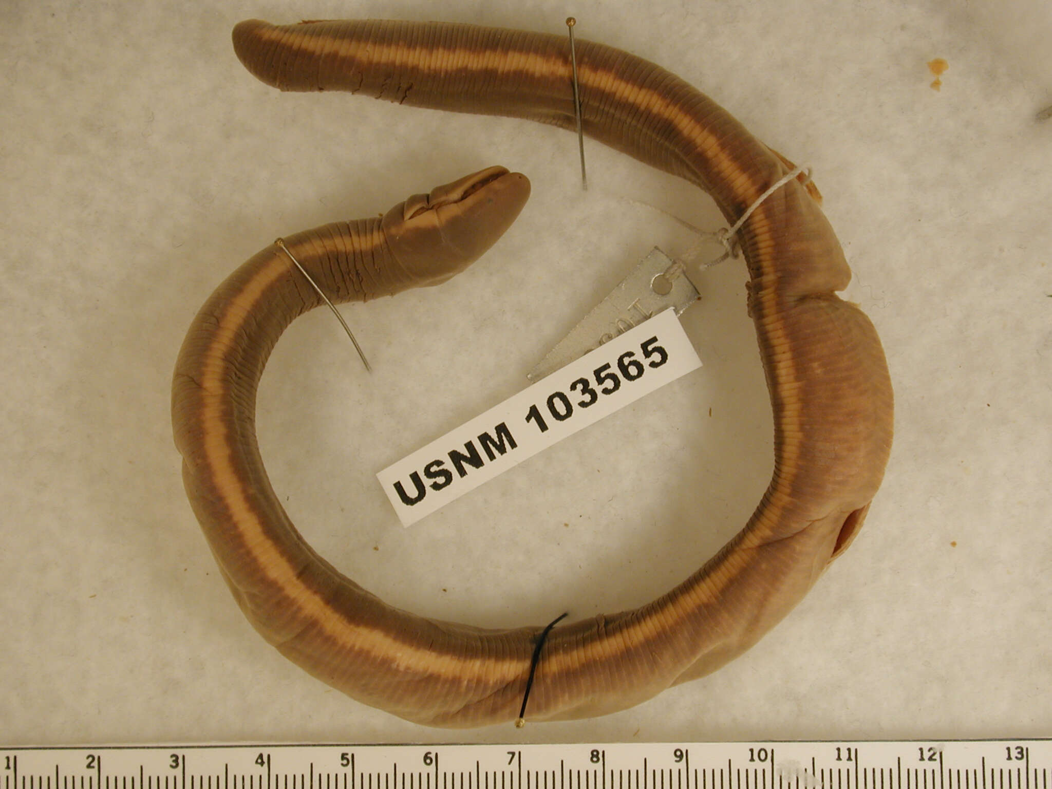 Слика од Ichthyophis paucisulcus Taylor 1960