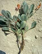 Oenothera macrocarpa subsp. incana (A. Gray) W. L. Wagner resmi