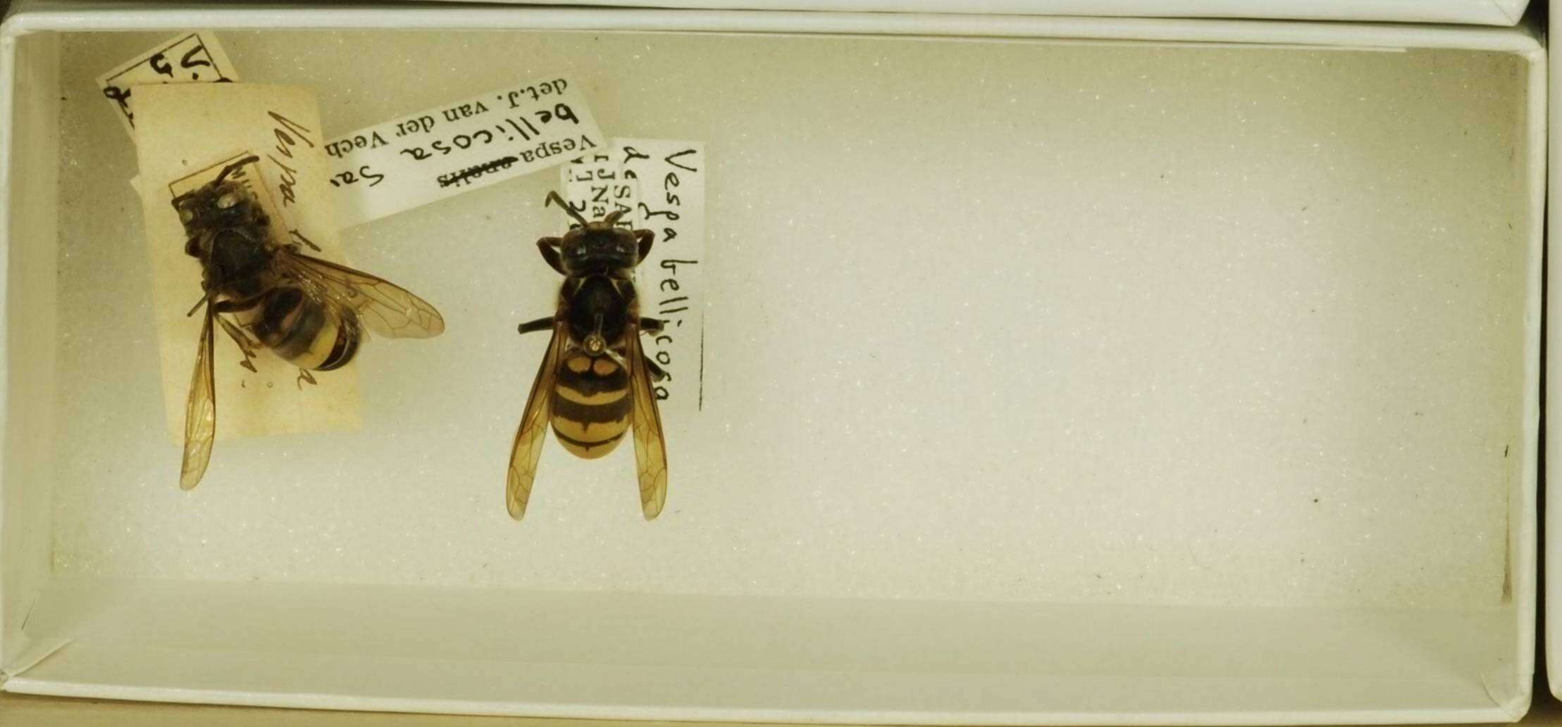 Слика од Vespa bellicosa de Saussure 1854