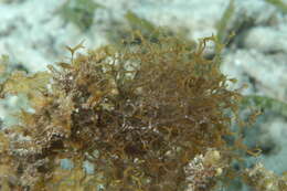 Слика од Sargassum C. Agardh 1820