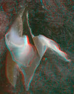 Image of Coffee bean scaled squid