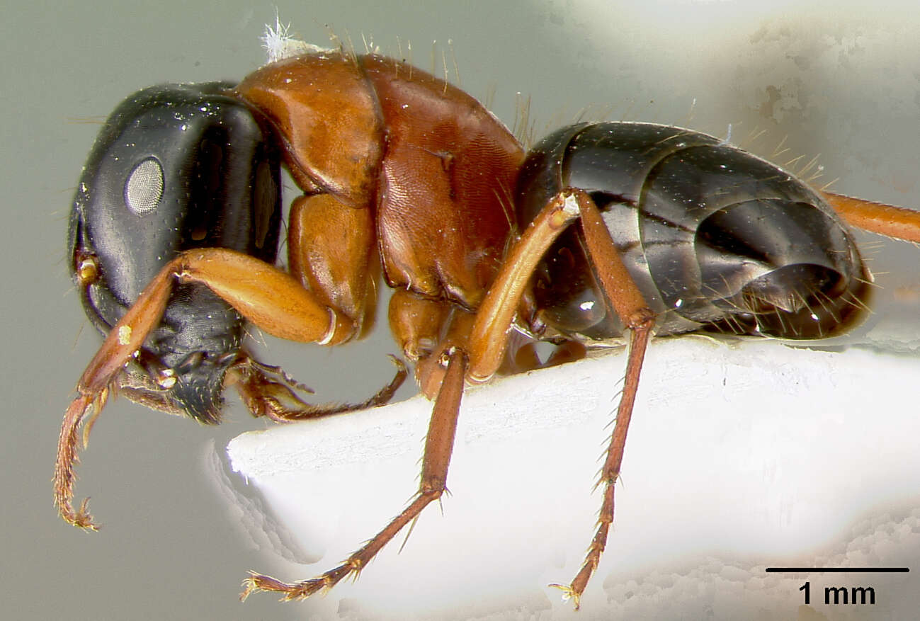 صورة Camponotus armstrongi McAreavey 1949