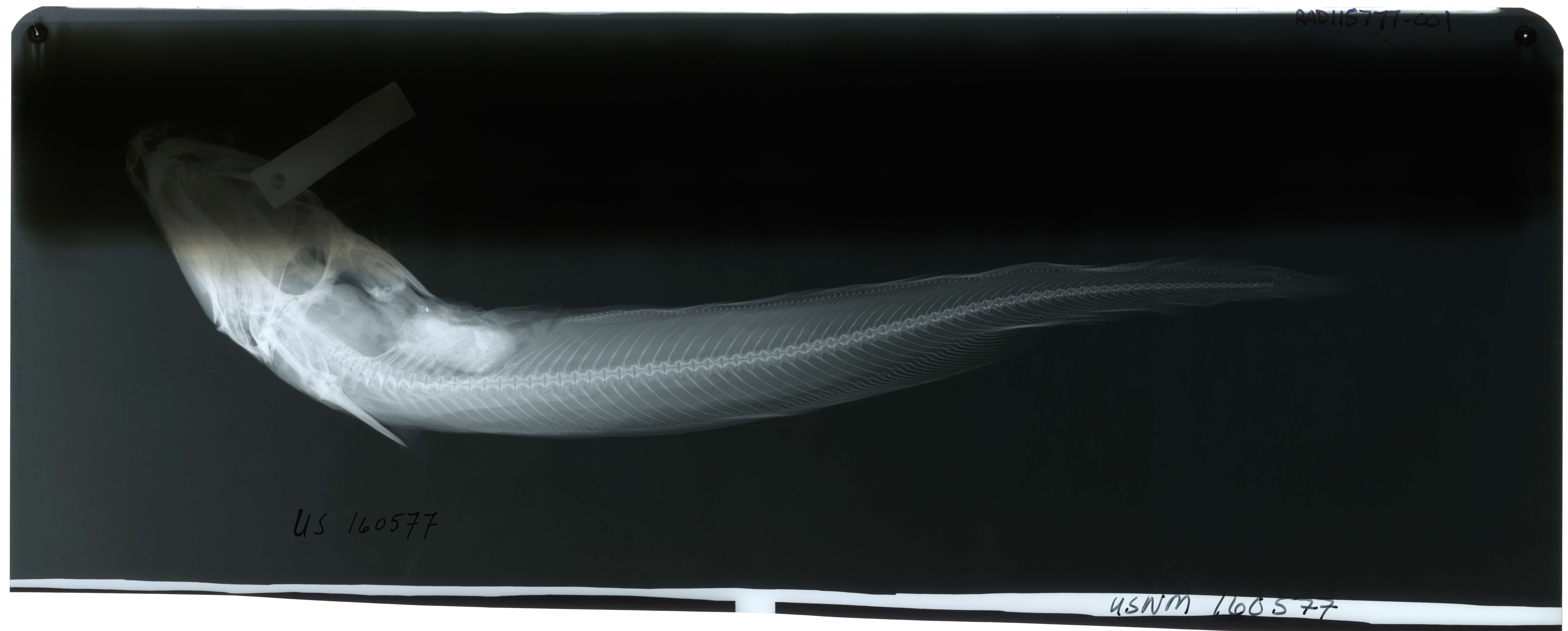 Image of Barbel-eel catfish